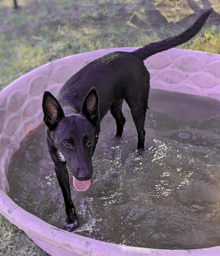 Enlarge Candy Canine, a Adoptable mixed breed in Mission, TX image 1/3