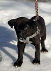 Enlarge Laney, a Adoptable Labrador Retriever in Ashville, OH image 1/3