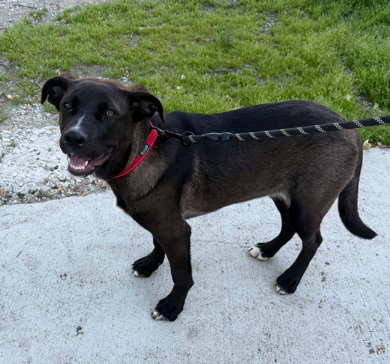 Laney, Adoptable, Puppy Female Labrador Retriever.