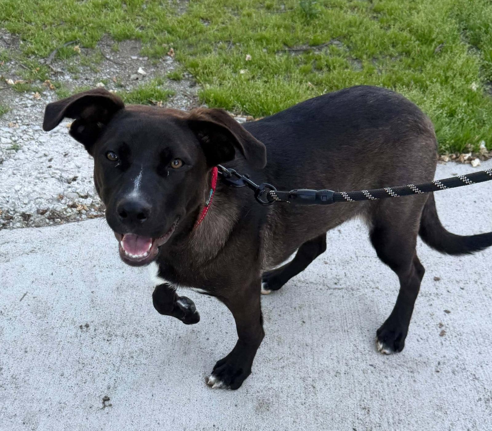 Laney, a Adoptable Labrador Retriever in Ashville, OH image 2/3