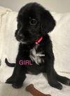 Enlarge Laney, a Adoptable Labrador Retriever in Ashville, OH image 2/3