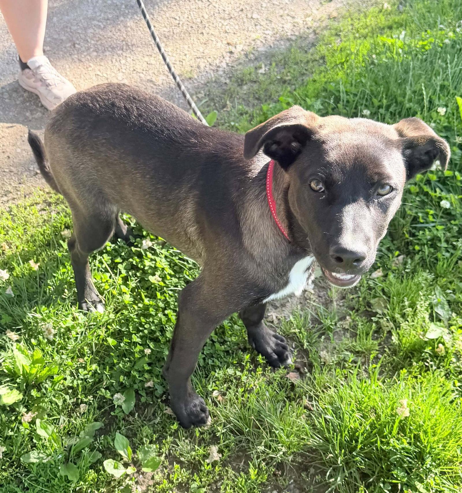Laney, a Adoptable Labrador Retriever in Ashville, OH image 3/3