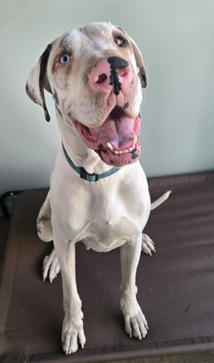 Enlarge RAYA, an adoptable Great Dane in Fernandina Beach, FL image 2/2