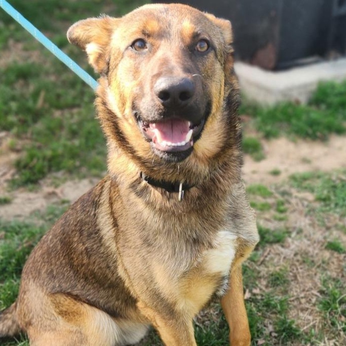 Enlarge Junior, a ADOPTABLE German Shepherd Dog in Stanley, VA image 3/3