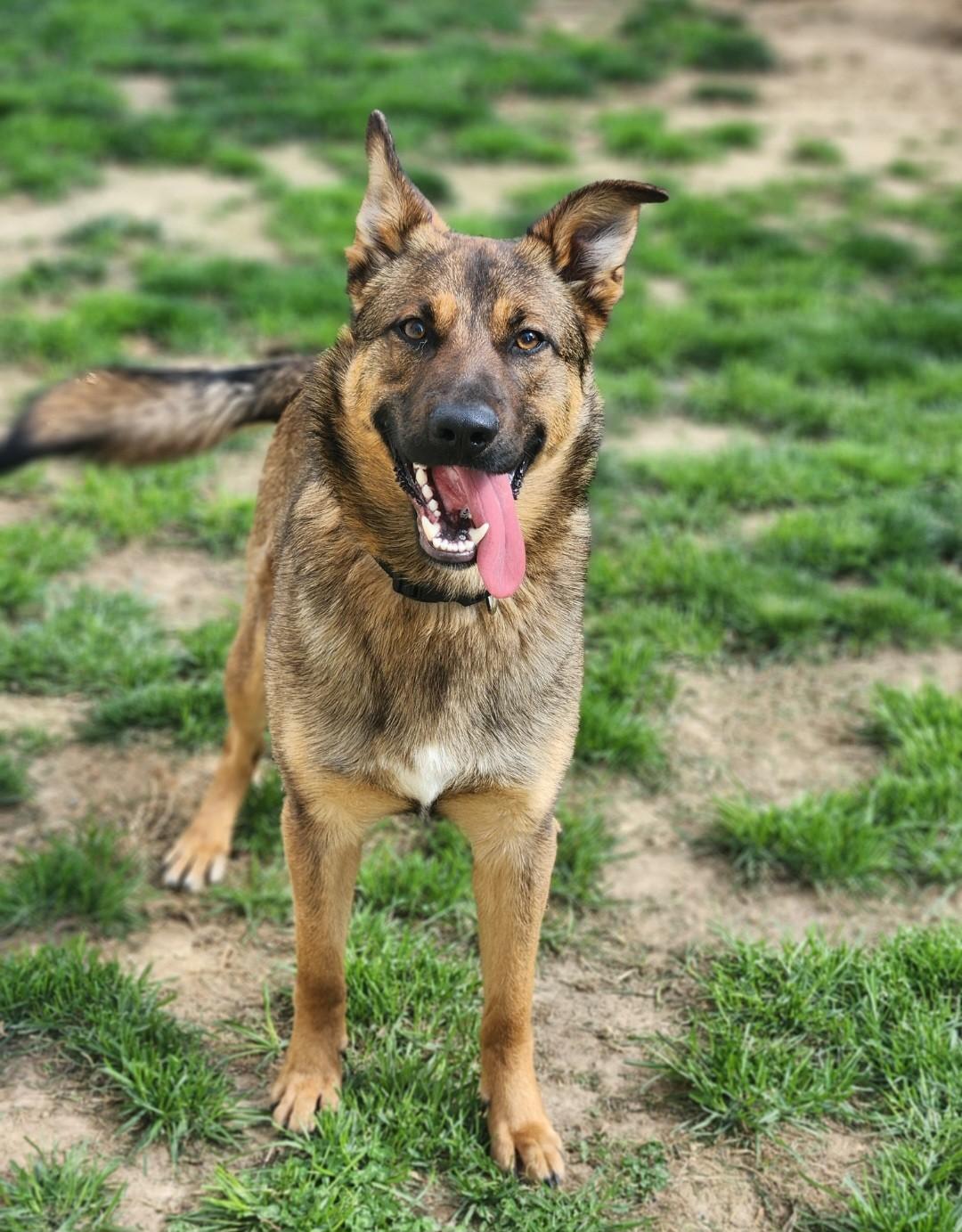 Enlarge Junior, a ADOPTABLE German Shepherd Dog in Stanley, VA image 3/4