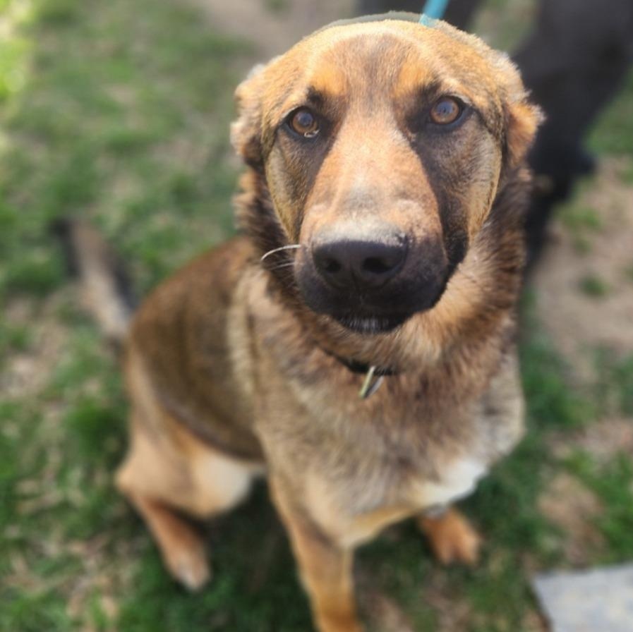 Enlarge Junior, a ADOPTABLE German Shepherd Dog in Stanley, VA image 1/3