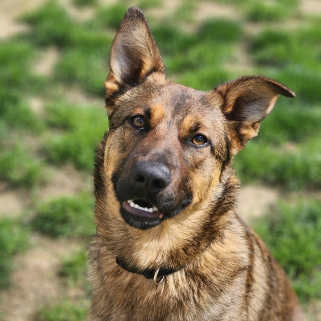 Junior, ADOPTABLE, Adult Male German Shepherd Dog.