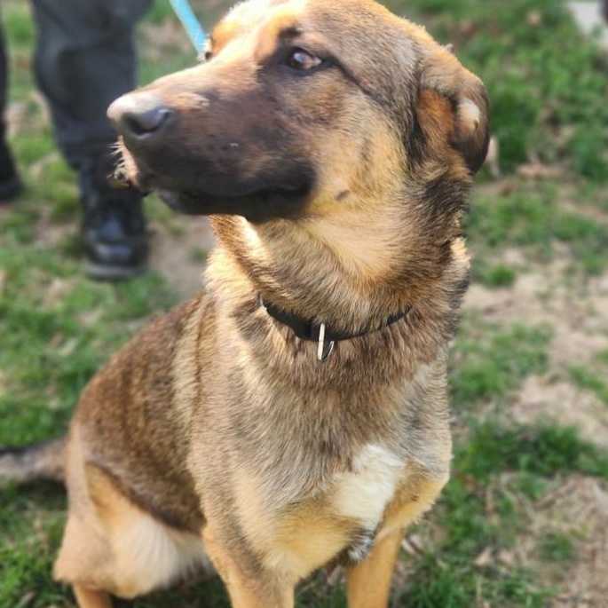 Enlarge Junior, a ADOPTABLE German Shepherd Dog in Stanley, VA image 2/3