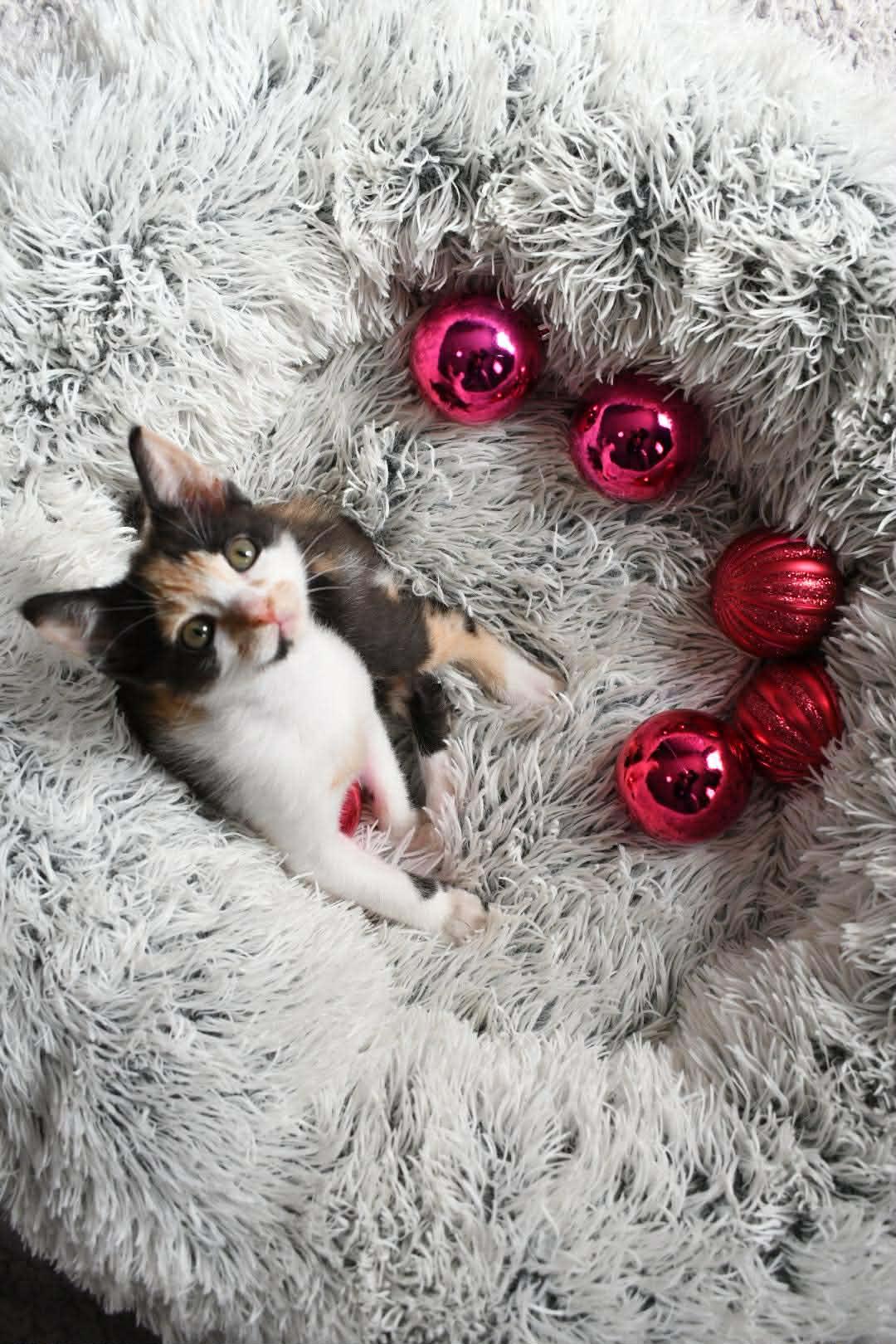 251555 Ariel, Adopted, Young Female Domestic Short Hair.