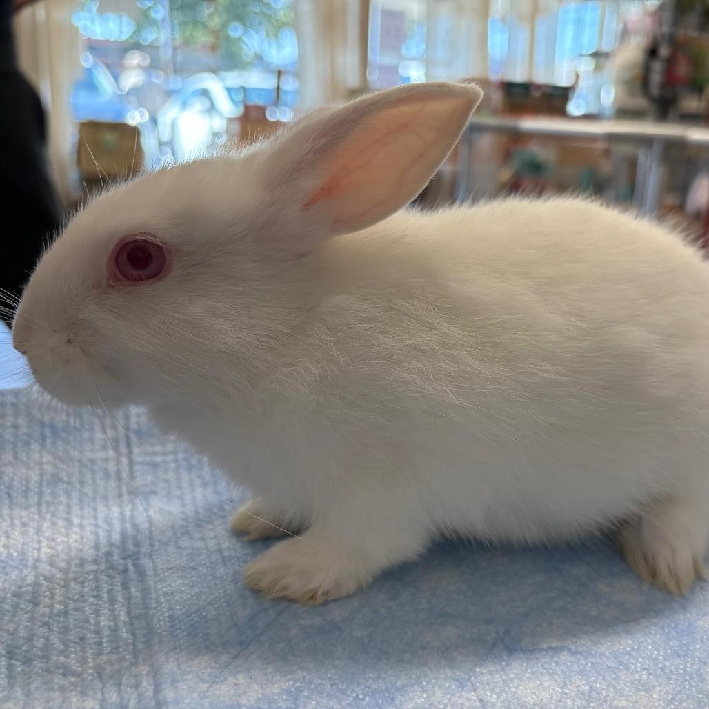 Sammy, Adoptable, Baby Male Lionhead.