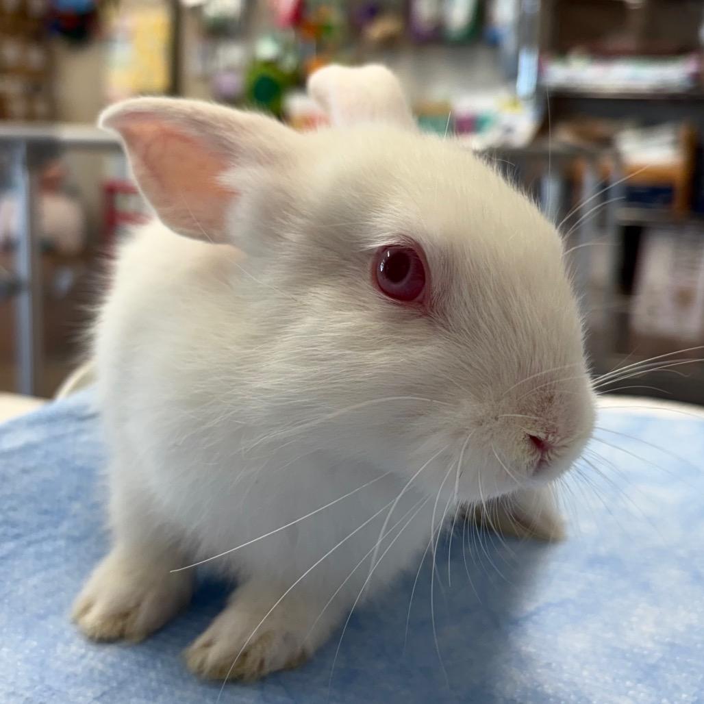 Enlarge Sammy, a Adoptable Lionhead in Napa, CA image 2/3