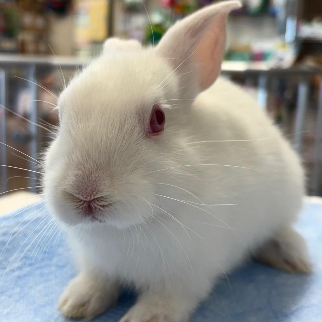 Enlarge Sammy, a Adoptable Lionhead in Napa, CA image 3/3
