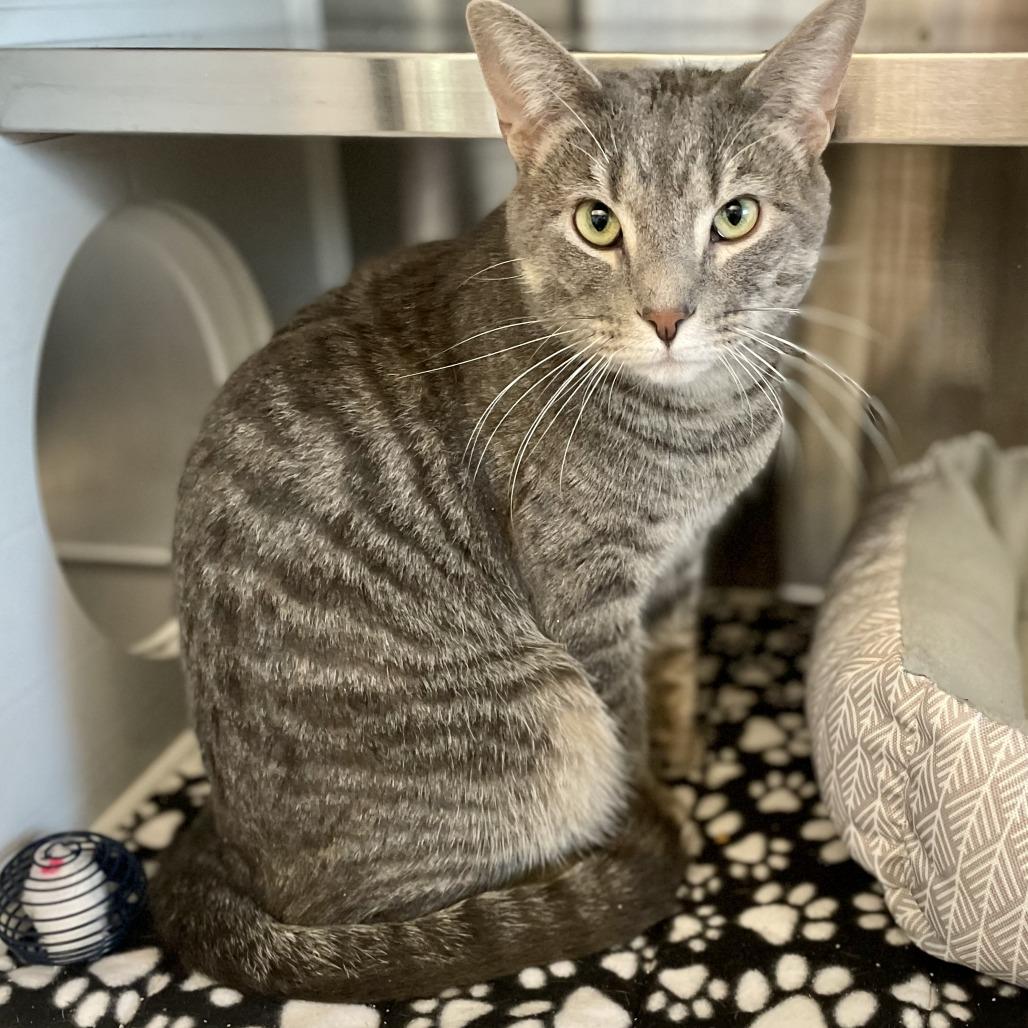 Stormy, Adoptable, Adult Male Domestic Short Hair.