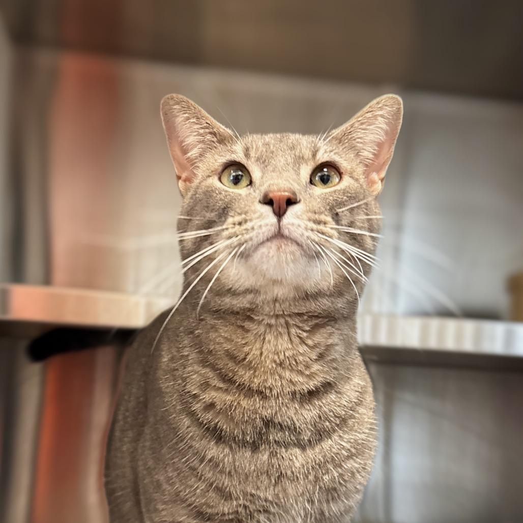 Enlarge Stormy, a Adoptable Domestic Short Hair in Nashville, IN image 1/1