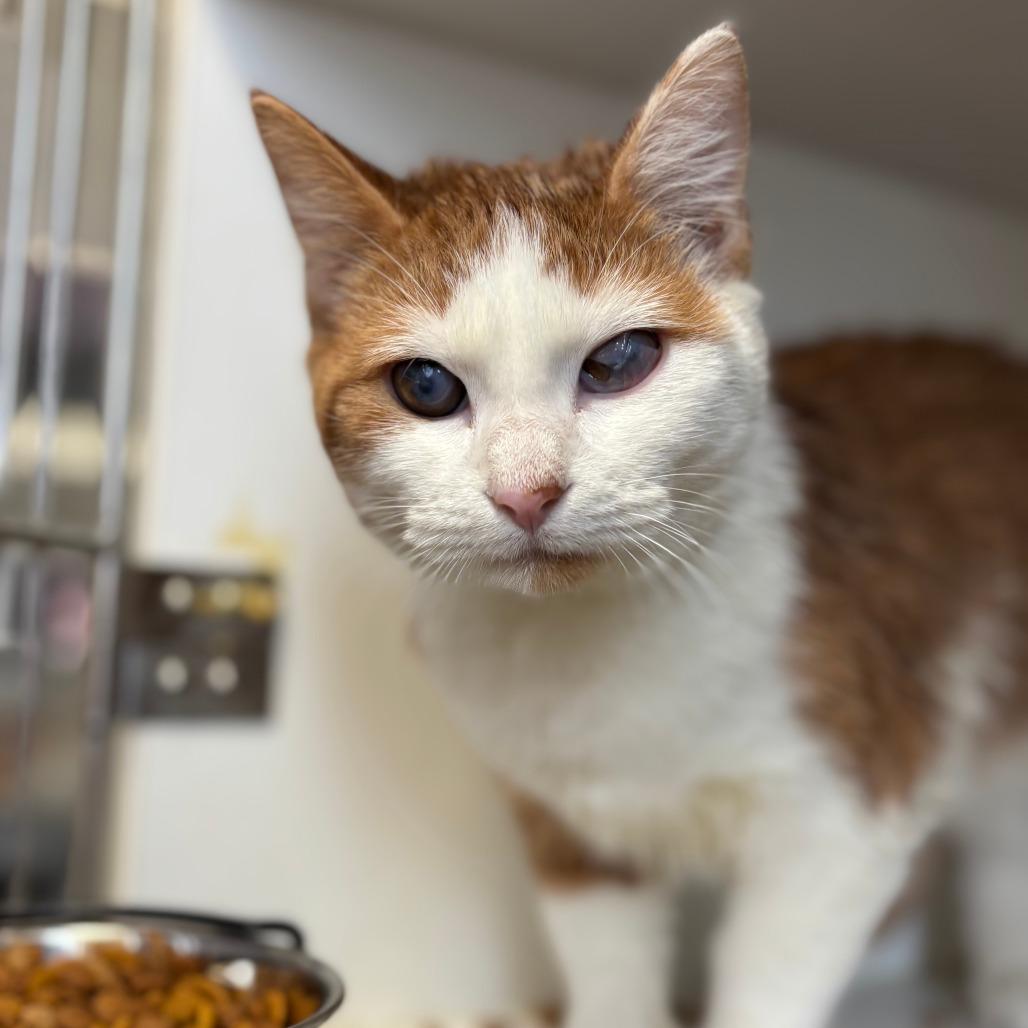 Lushi, Adoptable, Kitten Male Domestic Short Hair.