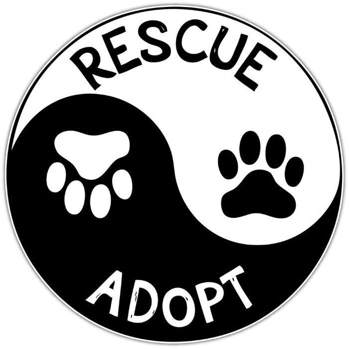 Lushi, Adoptable, Kitten Male Domestic Short Hair.