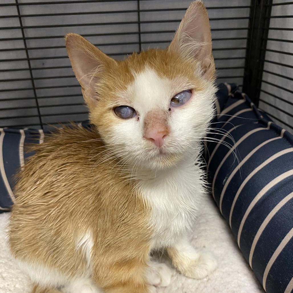 Enlarge Lushi, a Adoptable Domestic Short Hair in Norfolk, NE image 2/2