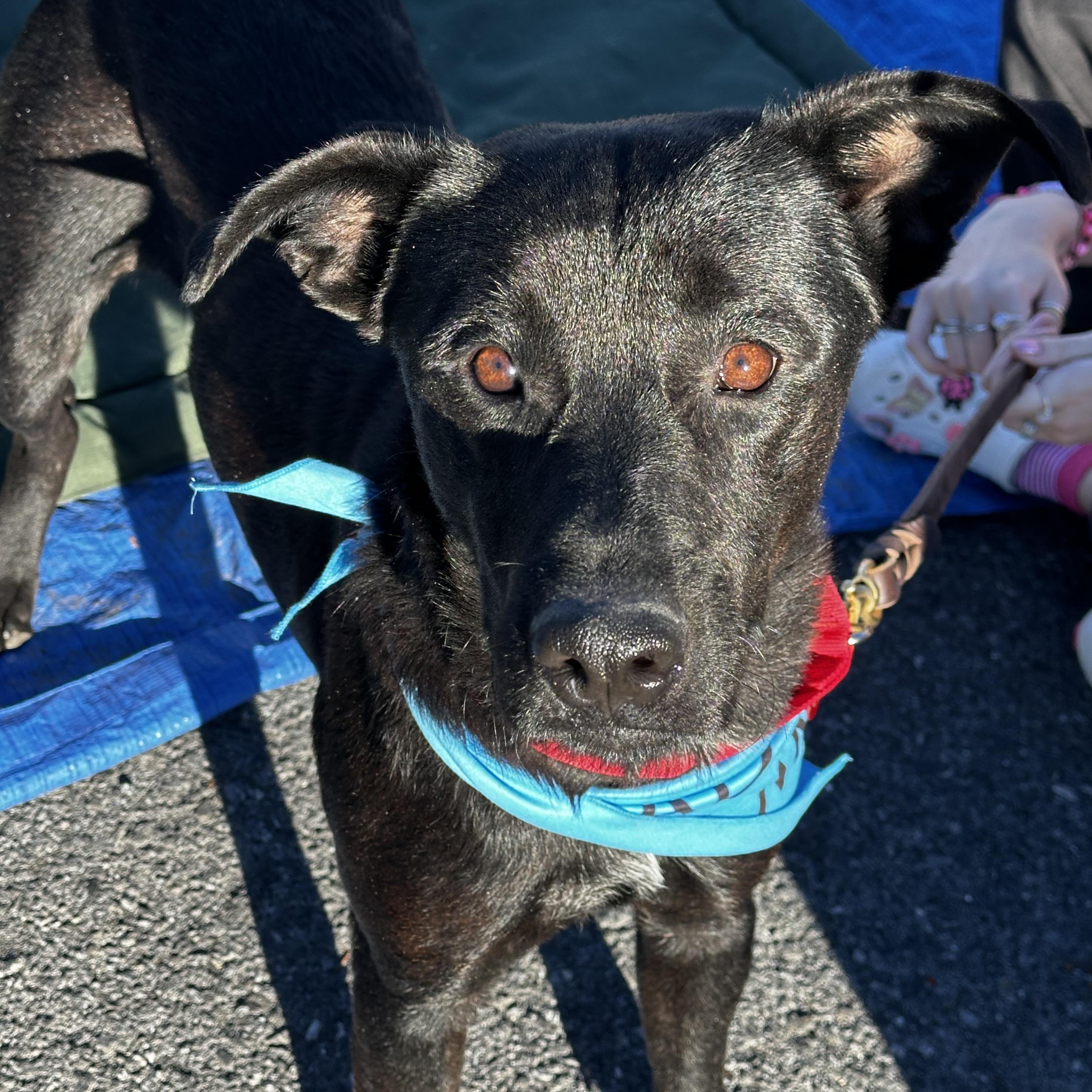 Enlarge JACK, a Adopted mixed breed in New Paltz, NY image 1/6