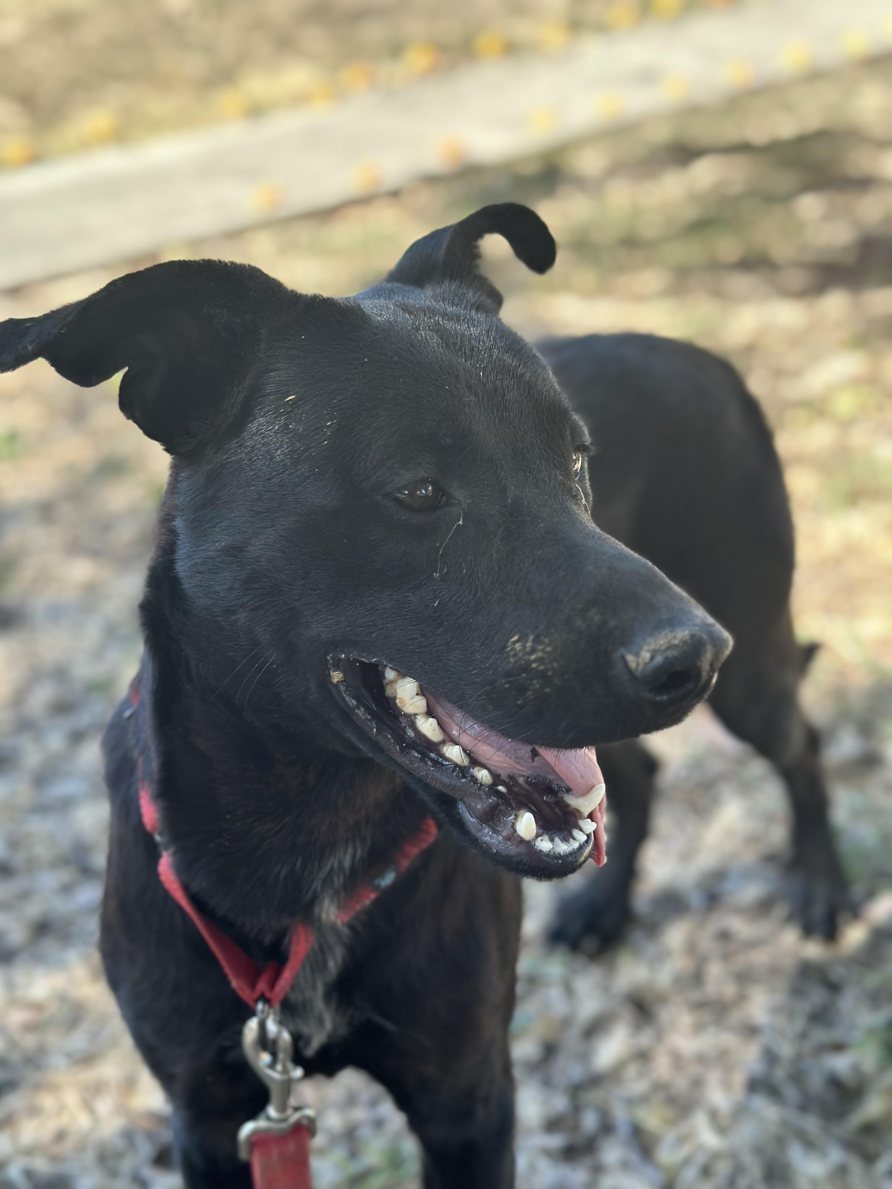 Enlarge JACK, a Adopted mixed breed in New Paltz, NY image 2/6