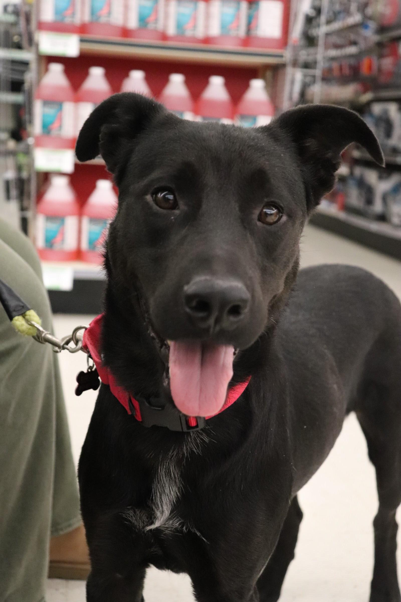 Enlarge JACK, a Adopted mixed breed in New Paltz, NY image 3/6