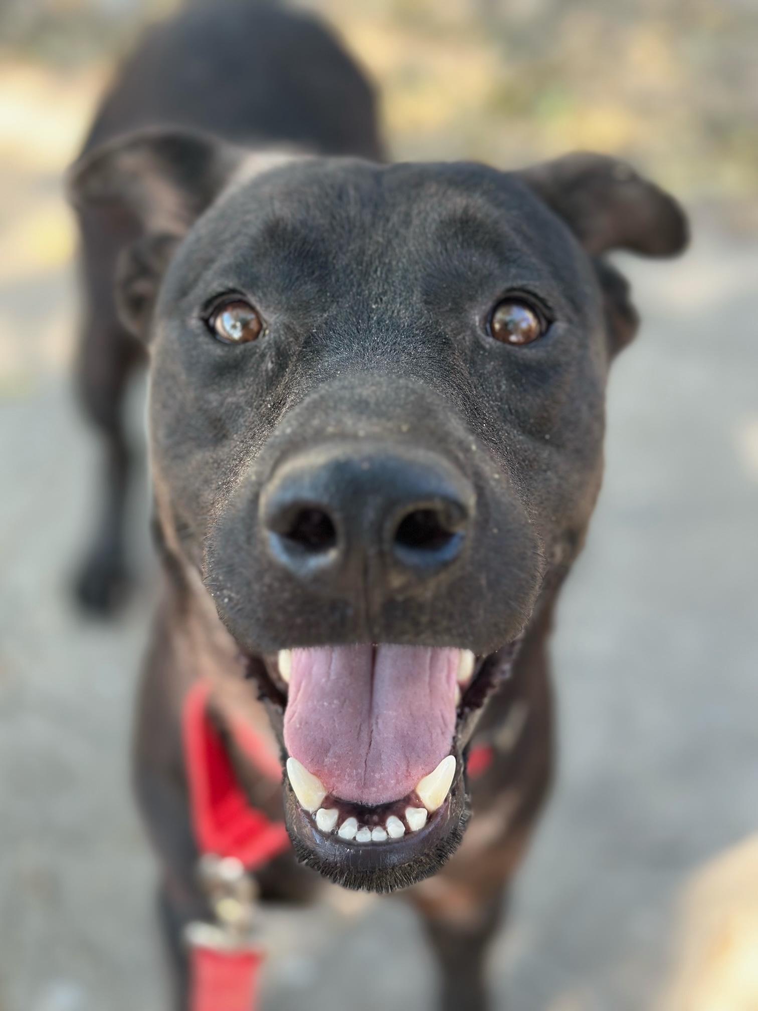 Enlarge JACK, a Adopted mixed breed in New Paltz, NY image 4/6