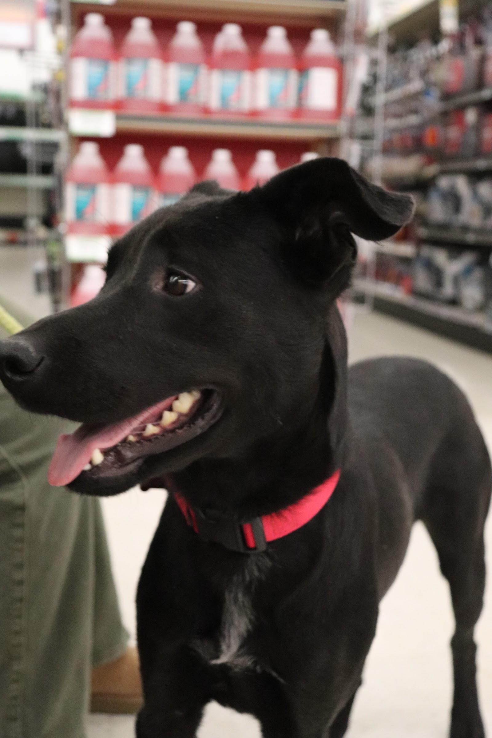 Enlarge JACK, a Adopted mixed breed in New Paltz, NY image 5/6