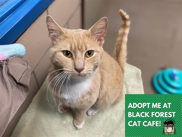 JEROME, Adoptable, Young Male Domestic Short Hair.