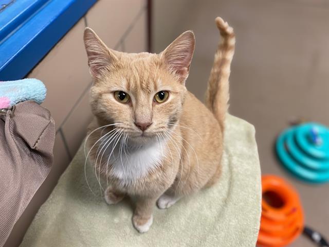 Enlarge JEROME, a Adoptable Domestic Short Hair in Fort Wayne, IN image 1/1