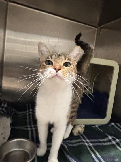 Darcy, Adoptable, Adult Female Domestic Short Hair & Domestic Short Hair.