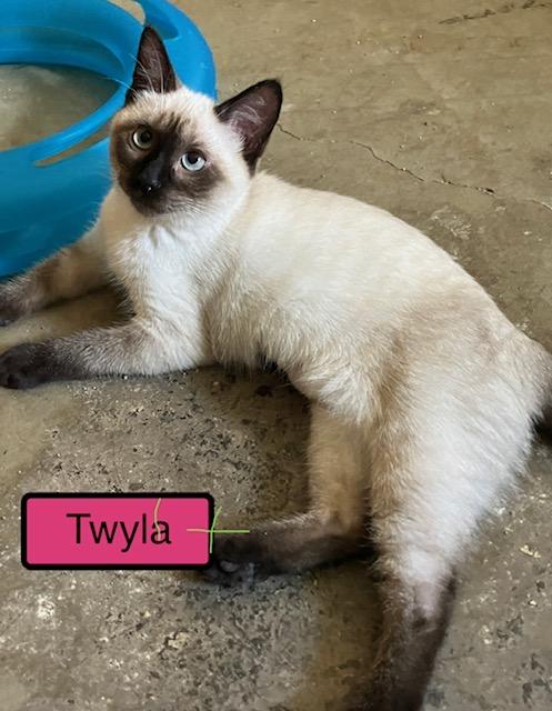 Enlarge Twyla, an adopted Siamese in Zimmerman, MN image 1/1