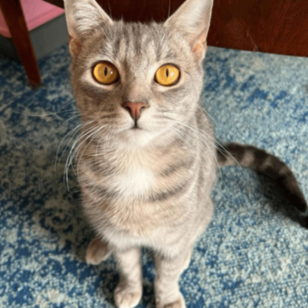 Graycie
