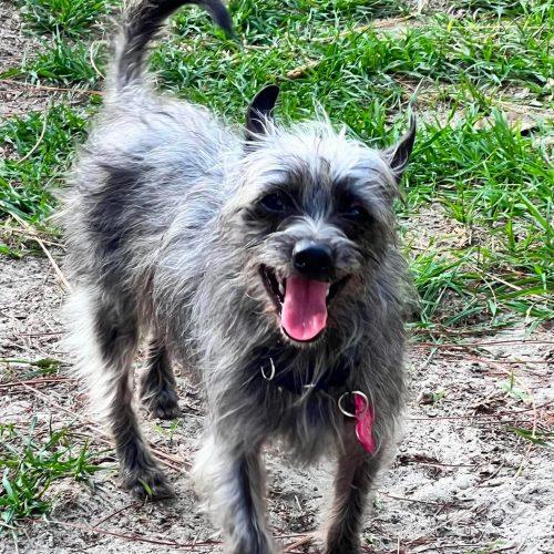 Max, Adoptable, Puppy Male Yorkshire Terrier & Schnauzer.