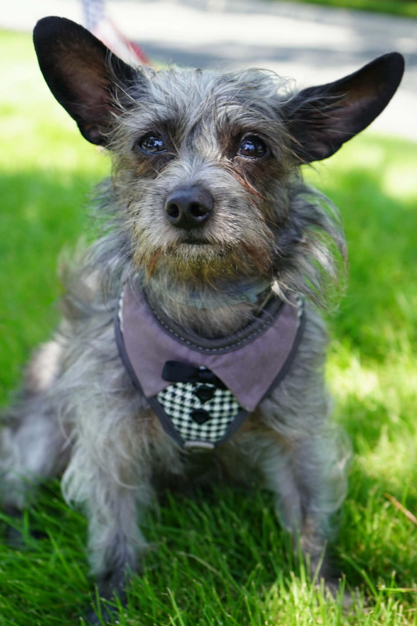 Max, a Adoptable mixed breed in Sanford, NC image 2/5