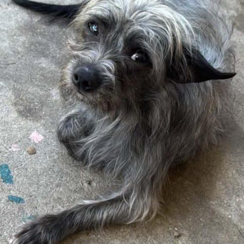 Max, a Adoptable mixed breed in Sanford, NC image 4/5