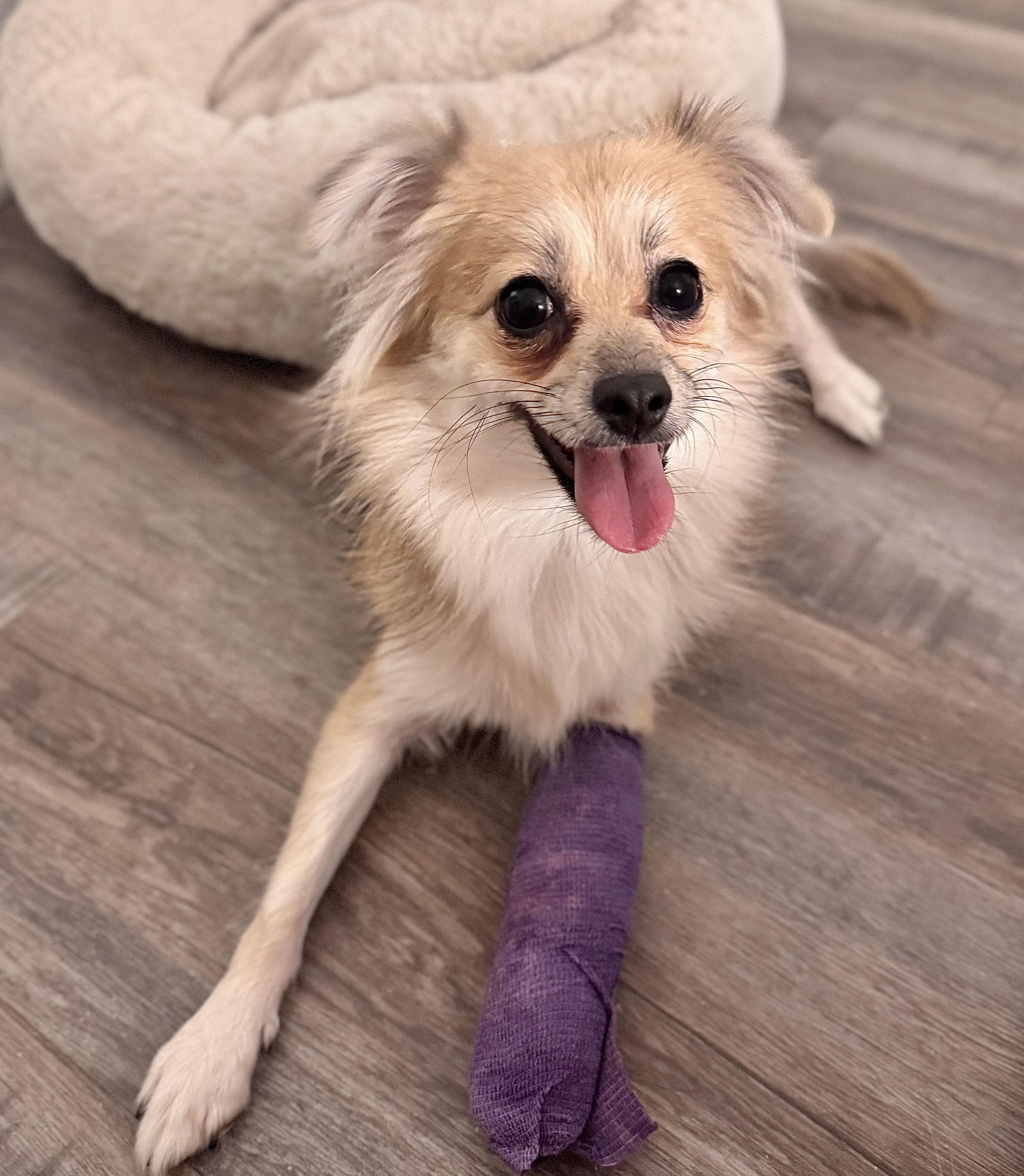 Enlarge Poppy Girl, a Adoptable mixed breed in Pflugerville, TX image 4/6