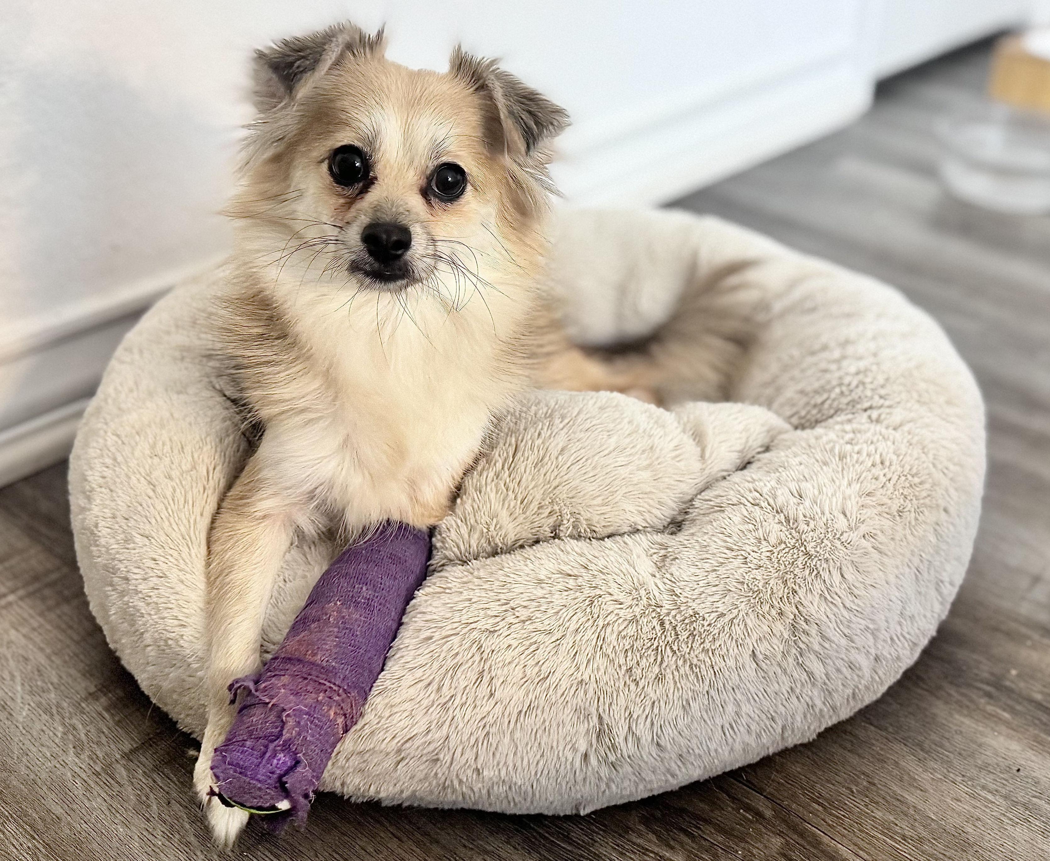 Enlarge Poppy Girl, a Adoptable mixed breed in Pflugerville, TX image 6/6