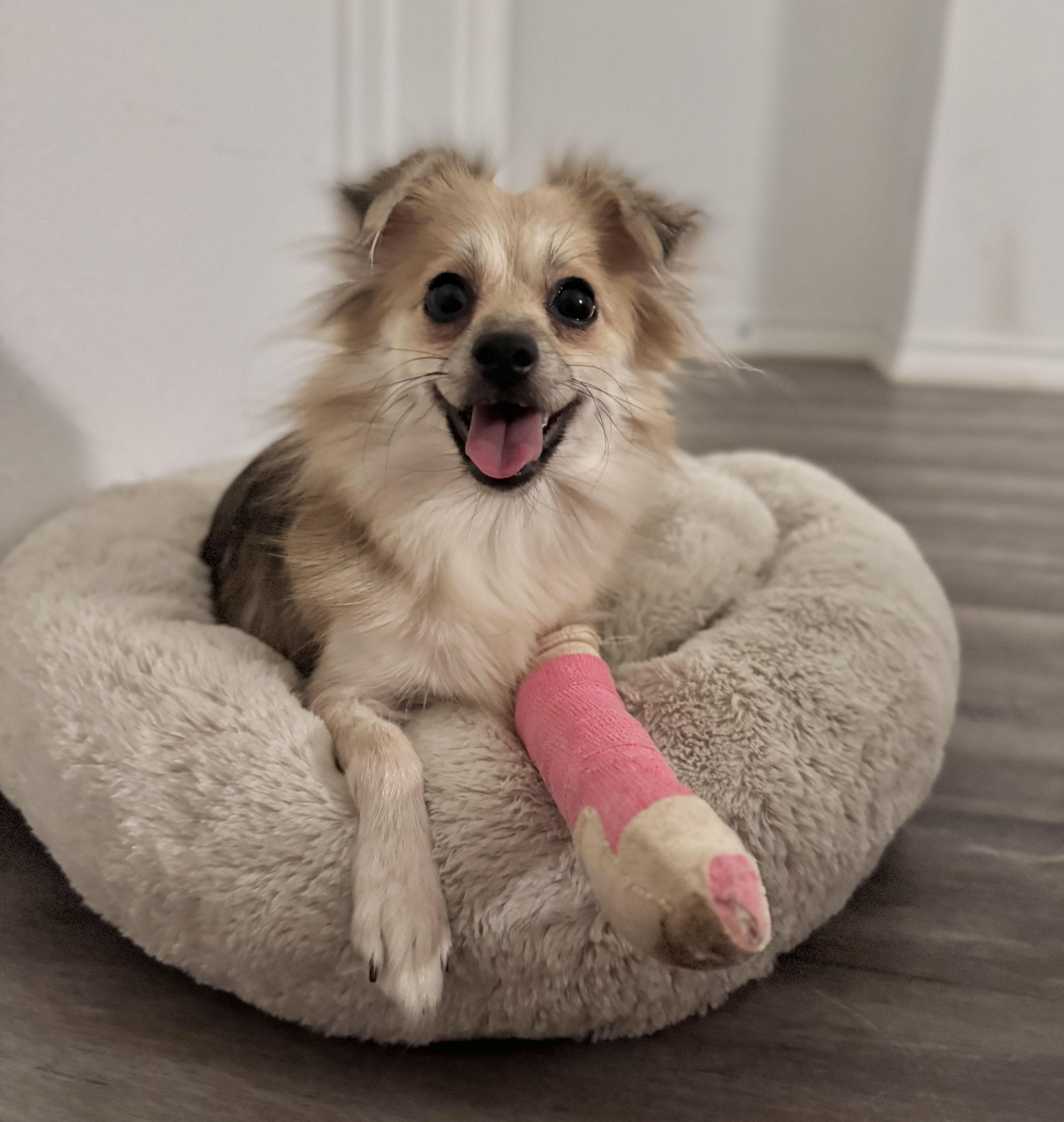 Enlarge Poppy Girl, a Adoptable mixed breed in Pflugerville, TX image 5/6