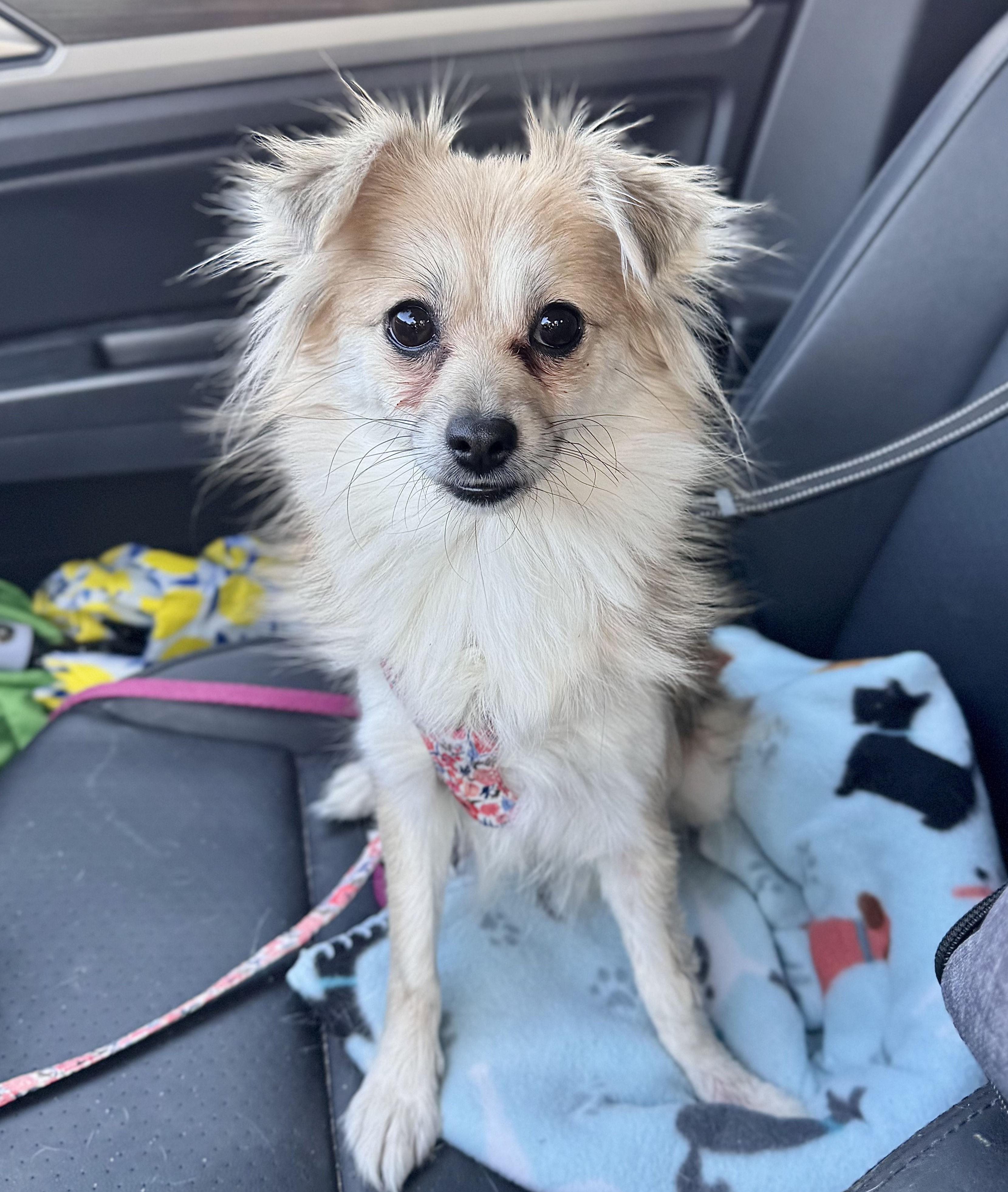 Enlarge Poppy Girl, a Adoptable mixed breed in Pflugerville, TX image 1/6