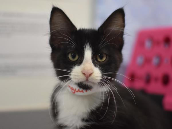 Enlarge Penguin, a Adoptable mixed breed in Portland, OR image 1/1
