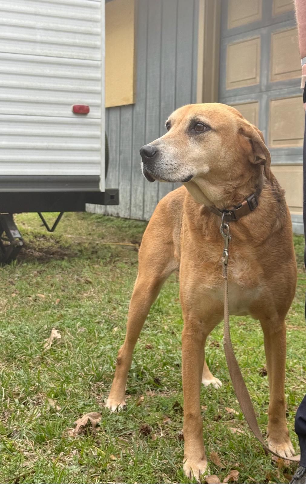 Harlow, a Adoptable mixed breed in Leesville, LA image 2/6