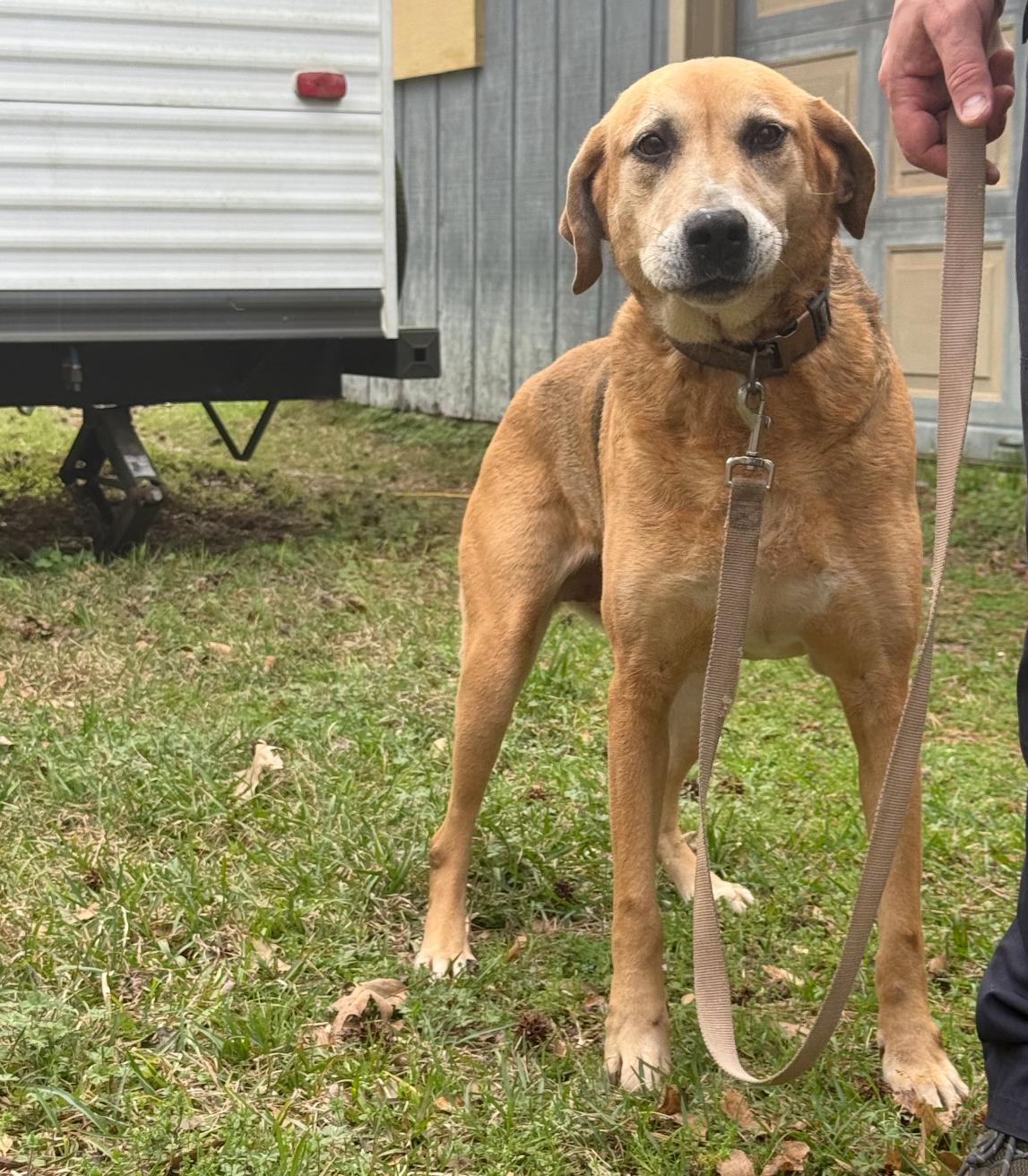 Harlow, a Adoptable mixed breed in Leesville, LA image 3/6