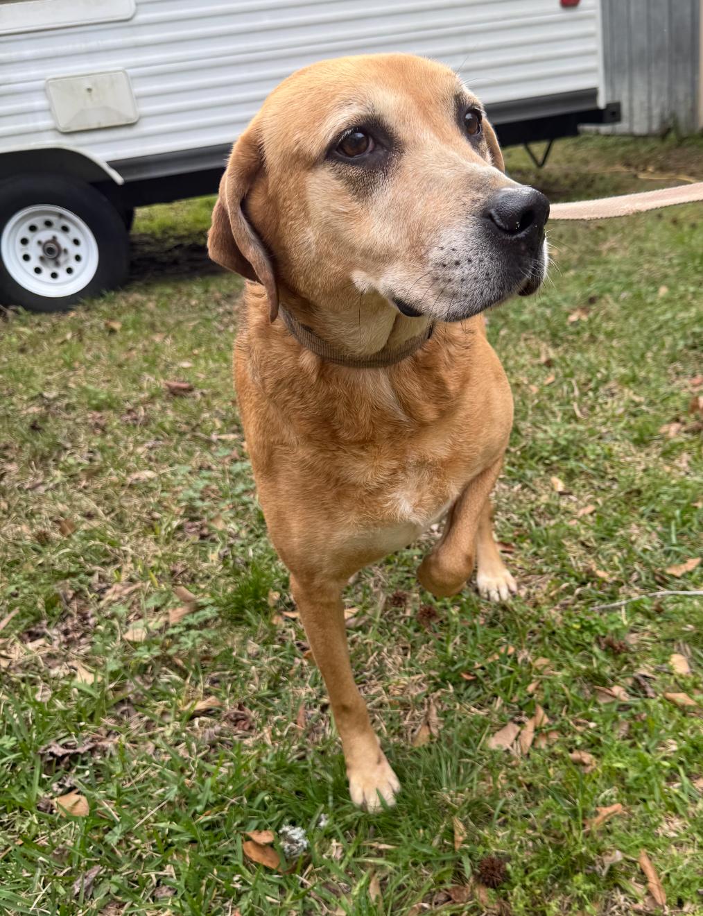 Harlow, a Adoptable mixed breed in Leesville, LA image 1/6