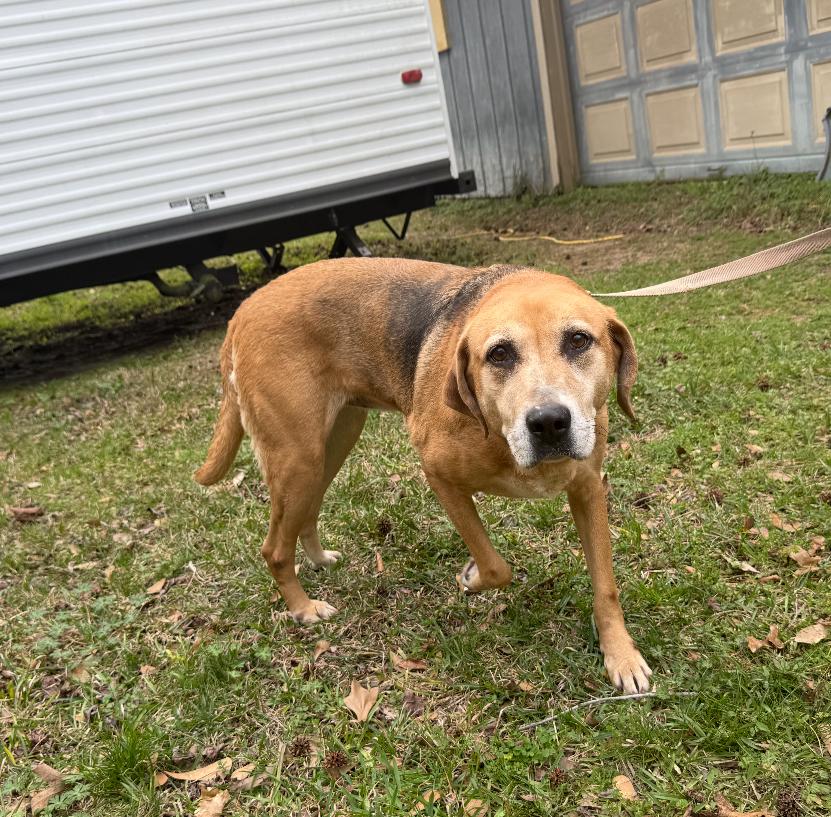 Harlow, a Adoptable mixed breed in Leesville, LA image 4/6
