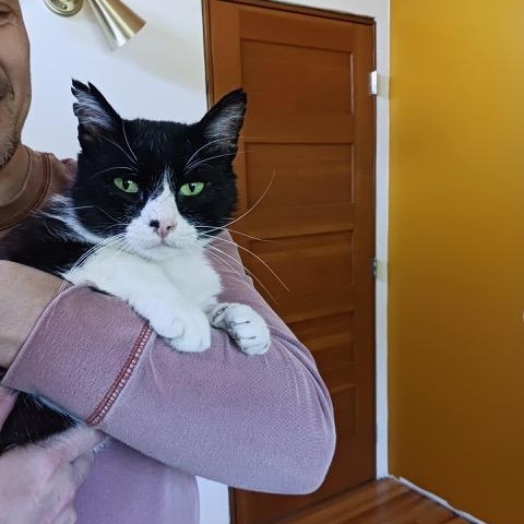 Enlarge Roscoe, an adopted Domestic Short Hair in Lake Forest Park, WA image 4/4