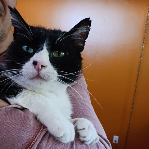 Enlarge Roscoe, an adopted Domestic Short Hair in Lake Forest Park, WA image 1/4