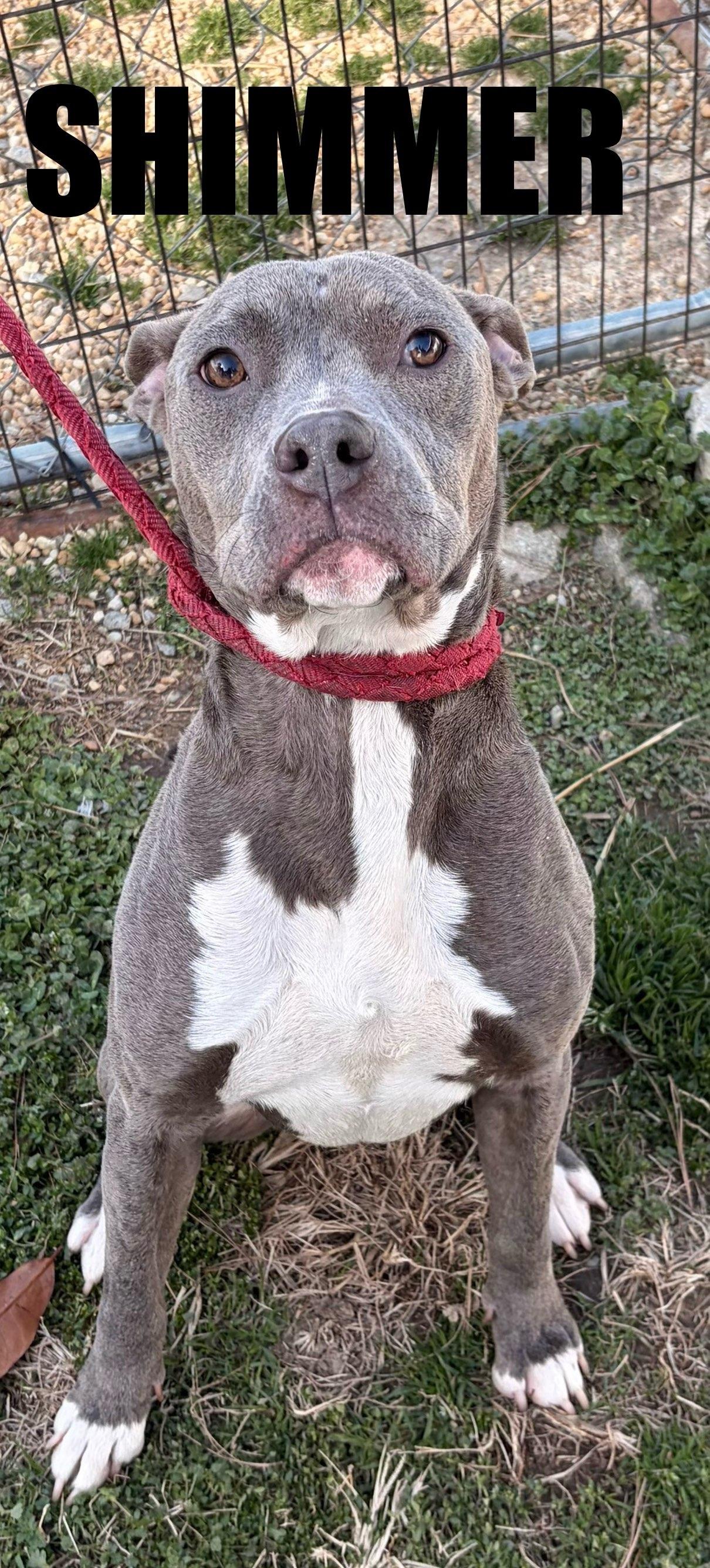 Enlarge Shimmer , a ADOPTABLE mixed breed in Snow Hill, NC image 1/1