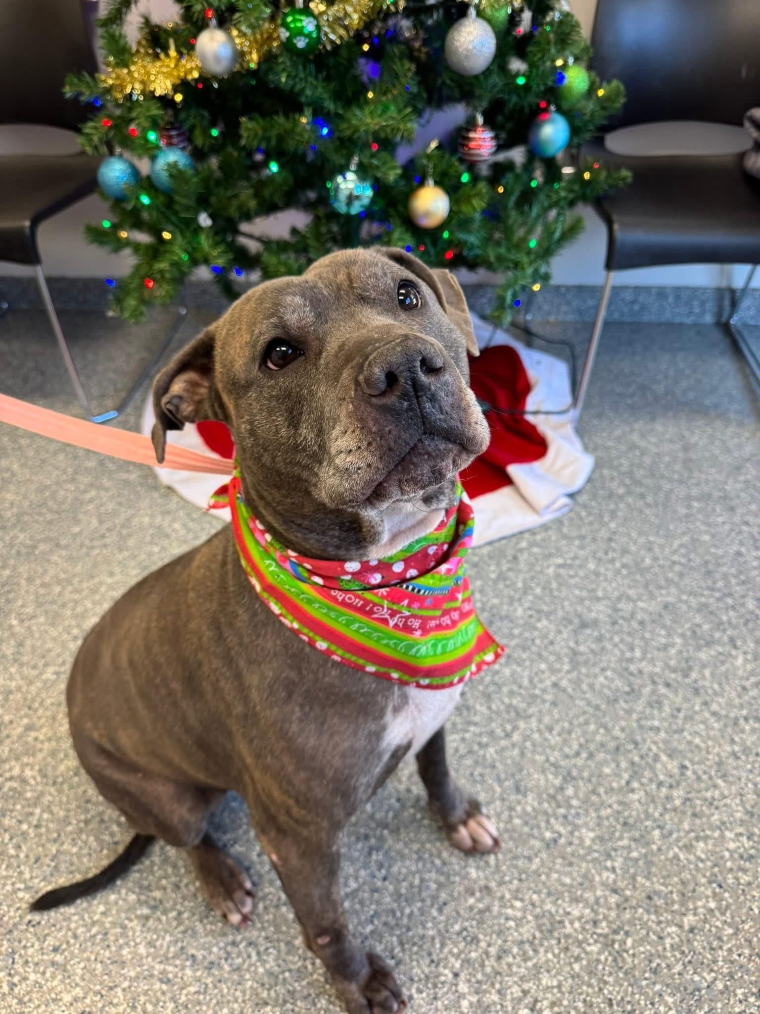 Enlarge Harley, a ADOPTABLE American Staffordshire Terrier in West Haven, CT image 1/1