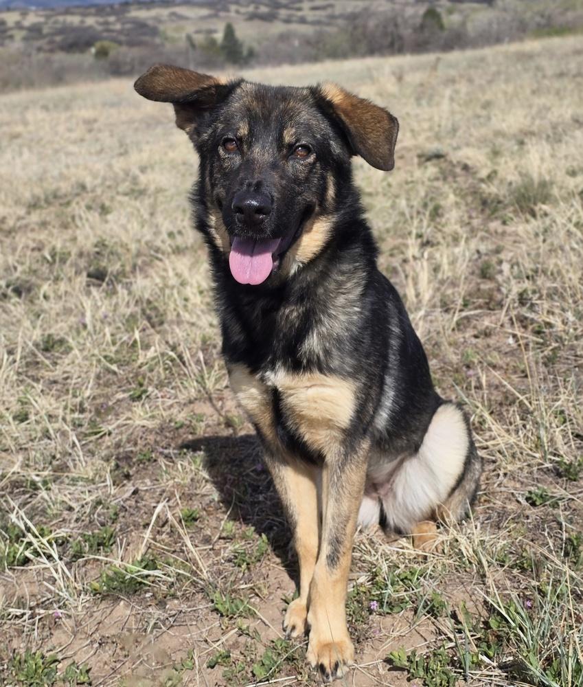 Enlarge Asha, a Adoptable mixed breed in Sedalia, CO image 1/4