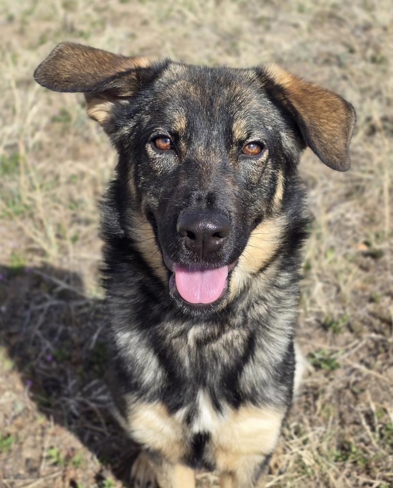 Enlarge Asha, a Adoptable mixed breed in Sedalia, CO image 2/4
