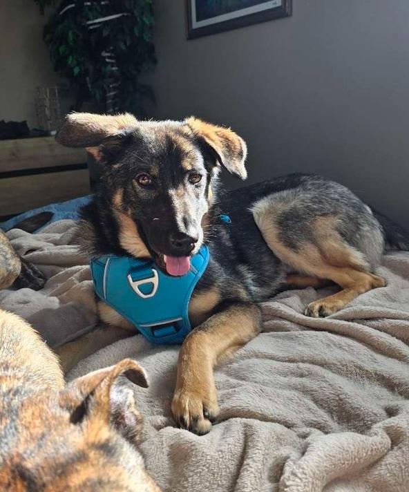 Asha, a Adoptable mixed breed in Sedalia, CO image 1/6
